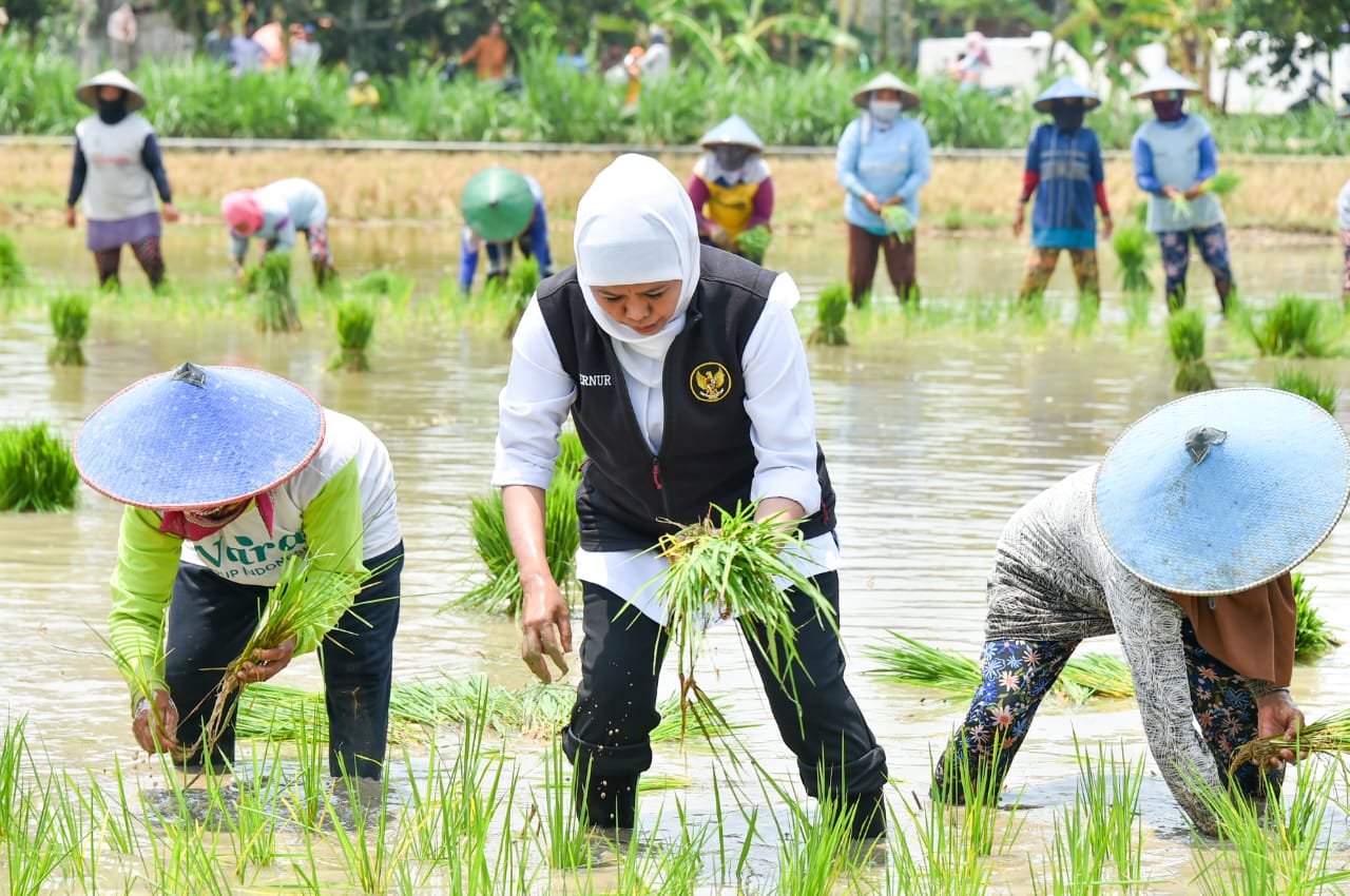 Gubernur Khofifah Tanam Padi Inpari 32