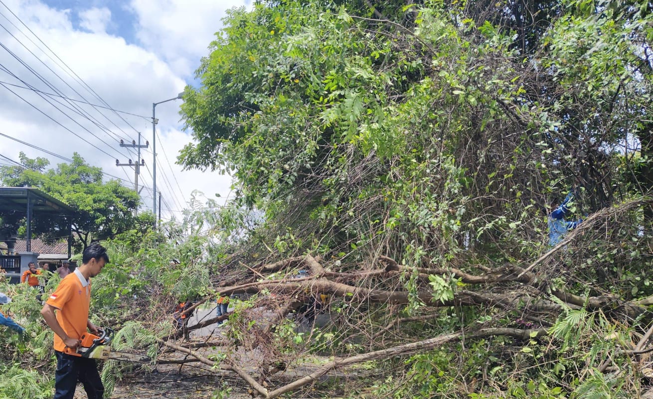 Pohon Pete Tumbang di Trawas, Lalu Lintas Lumpuh Selama Satu Jam