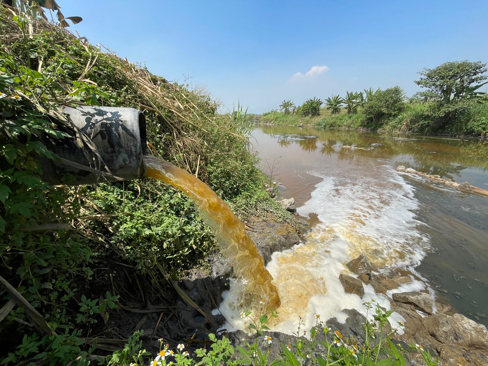 Ecoton Temukan Pencemaran Sungai di DAS Brantas, Diduga Akibat Dari Pembuangan Limbah Industri Kertas 