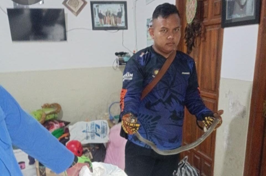 Sehari Damkar Mojokerto Evakuasi Ular Kobra dan Ular Kayu dari Rumah dan Motor Warga