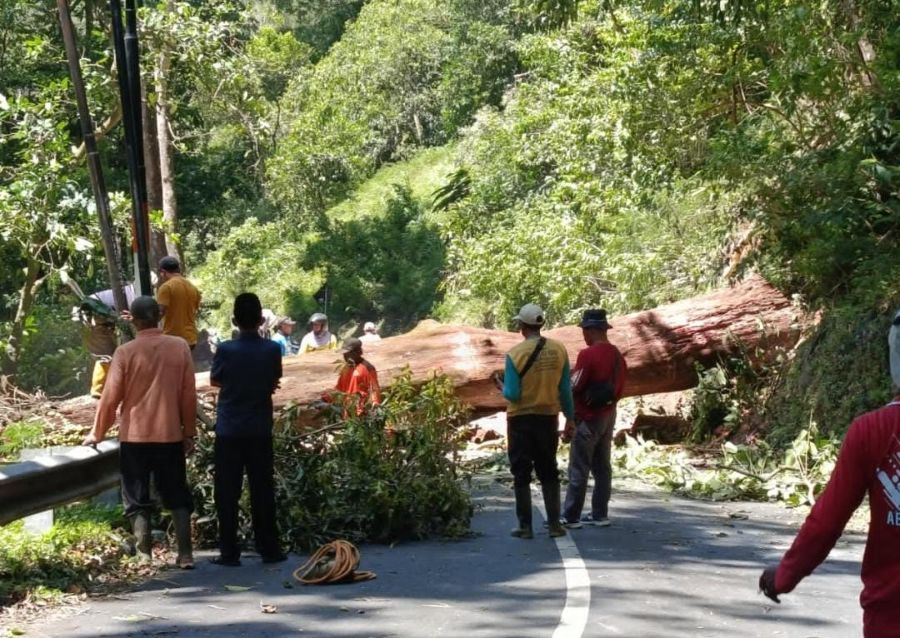 Angin Kencang Melanda 3 Lokasi di Pacet Mojokerto, Sebabkan Pepohonan Tumbang