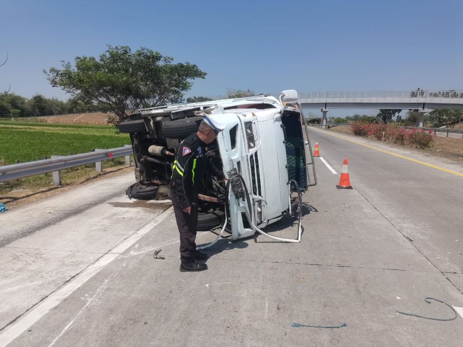 Pecah Ban Belakang, Truk Bermuatan Sapi Terguling di Tol Jombang-Mojokerto