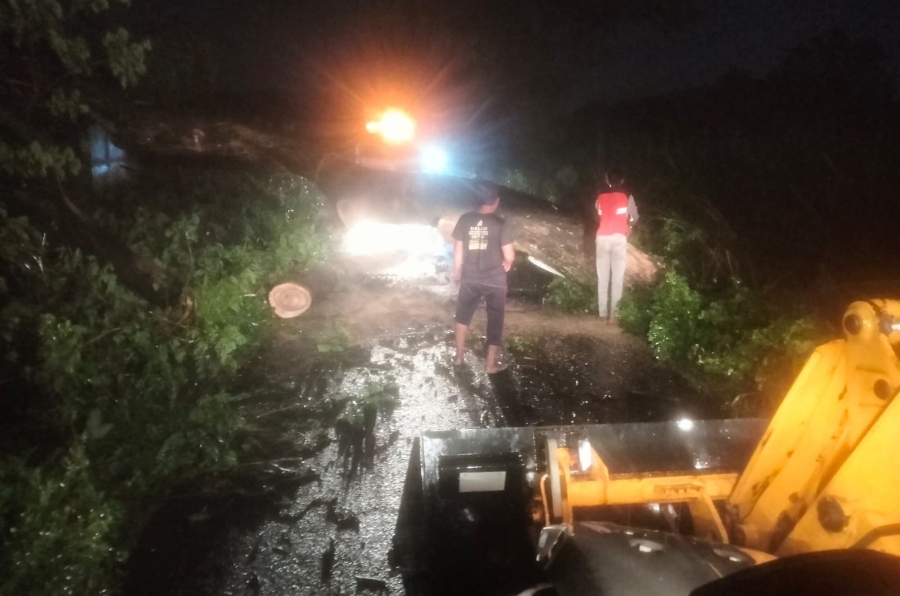 Hujan Deras, 2 Pohon Tumbang di Desa Sidomulyo dan Keplaksari