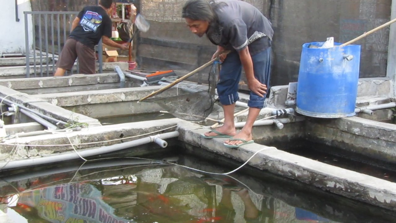 Endik Yuli Arisianto, Pengusaha Swalayan Ikan Hias yang Sukses di Mojokerto