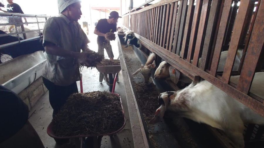Melihat Budi Daya Kambing dan Domba Impor di Jetis Mojokerto yang Mampu Hasilkan Ratusan Ekor