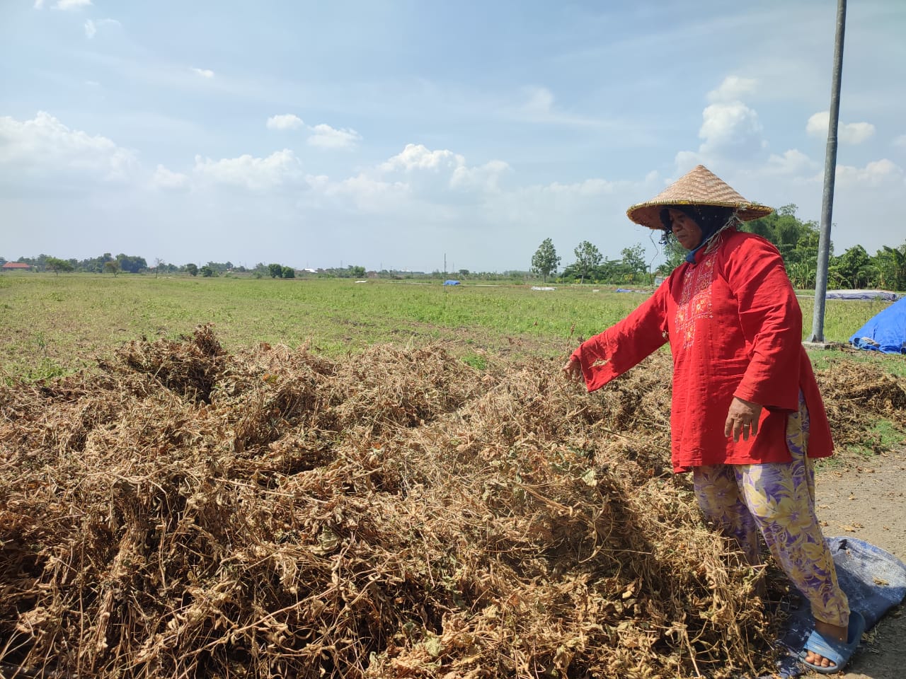 Petani Kedelai di Mojokerto Merugi Jutaan Rupiah Akibat Serangan Hama Tikus