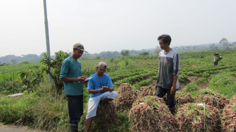 Selama September 2025, Komoditas Bawang Merah Bikin Indeks Fluktuasi Harga di Mojokerto Turun