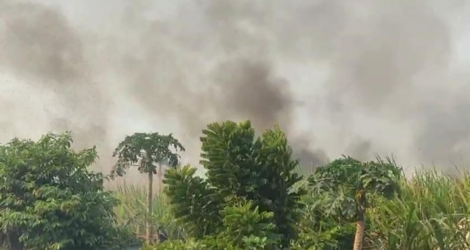 Lahan Tebu di Mojokerto Terbakar, Hampir Sambar Balai Desa Jatipasar