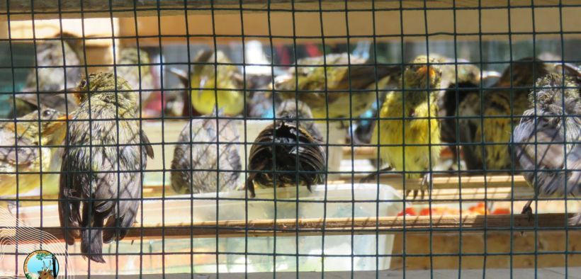 275  Burung Madu Pengantin Dilepasliarkan di Gunung Baung, Pasuruan Jatim