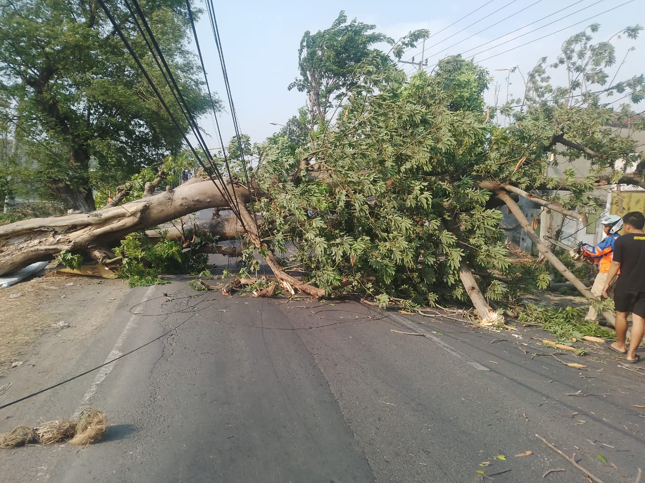 Pohon Randu Tua di Jetis Mojokerto Tumbang Sebabkan Macet