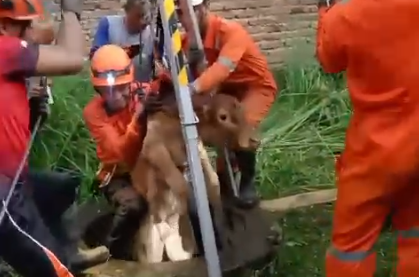 Tim BPBD dan Damkar Angkat Anak Sapi dari Dalam Sumur di Ngoro, Jombang