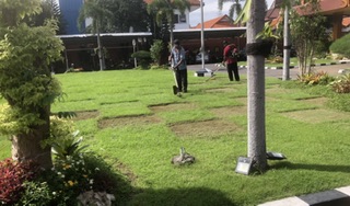 Rumput di Halaman Pemkot Disulap jadi Motif Lapangan Bola