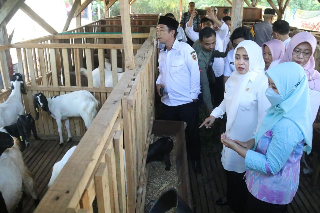 8 Poktan di Mojokerto Terima  Bantuan HIbah 166 Kambing 