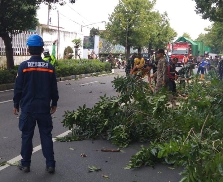 Antisipasi Cuaca Ekstrem, Sejumlah Pohon Rawan Tumbang Dipangkas Petugas