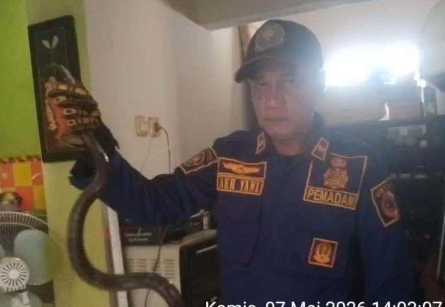 Ular Kayu Masuk Rumah di Sooko Mojokerto, Damkar Evakuasi 