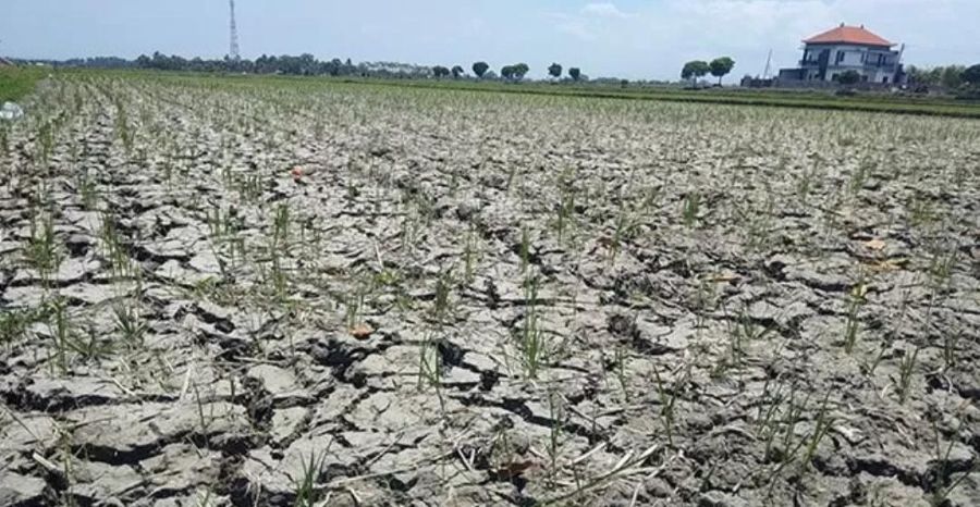El Nino Mengintai, Ini Cara Sederhana Menjaga Cadangan Air Sebelum Kekeringan Datang