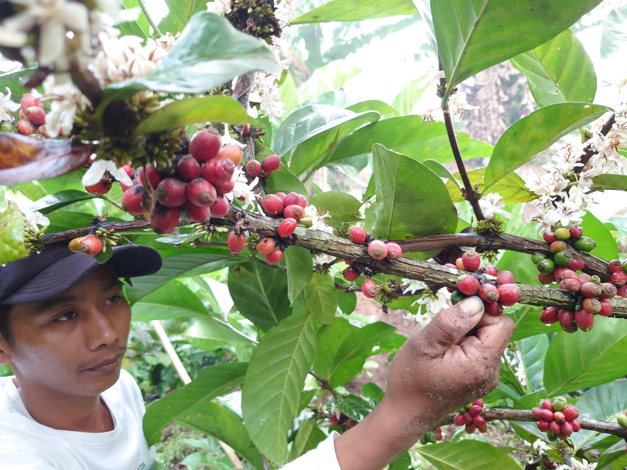 Harga Merangkak Naik, Petani Kopi di Mojokerto Menuai Berkah 