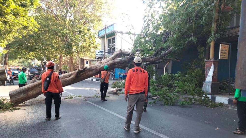 Akibat Angin Kencang, Pohon Kesono Diameter Hampir 1 Meter di Mojosari Tumbang 