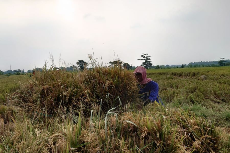 Sergab 2026, Bulog Mojokerto Menargetkan Serap 71.751 Ton 