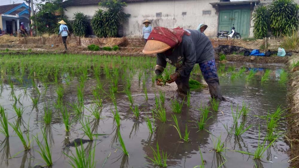 Upaya Pemkot Mojokerto Atasi Inflasi, Dorong Petani Tanam Padi di Musim Kemarau