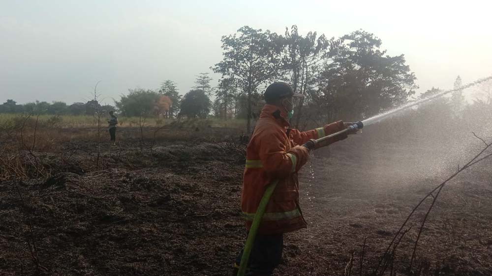 Dipicu Pembakaran Sampah, 1 Hektar Lahan Rumput Ilalang  Milik PTPN di Jetis Terbakar 