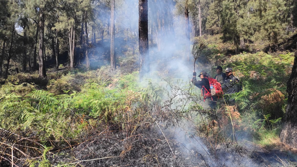 Tahura R Soerjo Siapkan 20 Ribu Bibit Pohon untuk Pulihkan Ekosistem Pasca Kebakaran Hutan