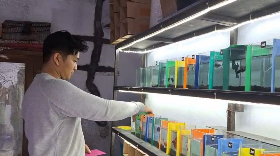 Mantan Karyawan BUMN di Mojokerto Sukses Buka Usaha Budidaya Ikan Cupang dengan Omzet Jutaan Rupiah