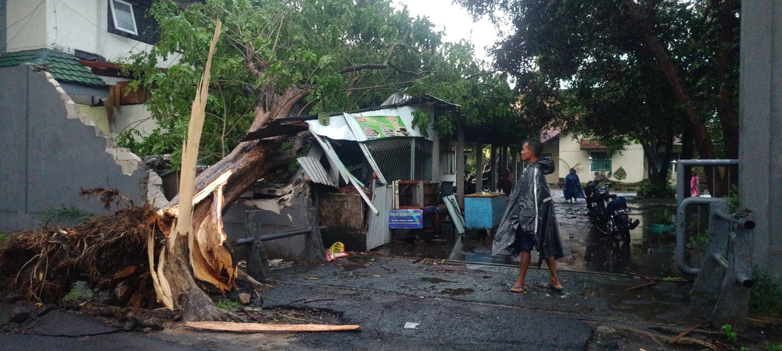 Hujan Deras Guyur Mojokerto, 4 Pohon di Komplek Kantor DLH Kabupaten Mojokerto Tumbang