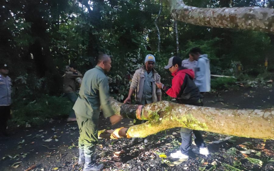 Pohon Tumbang Sempat Tutup Jalan Pacet - Cangar Mojokerto