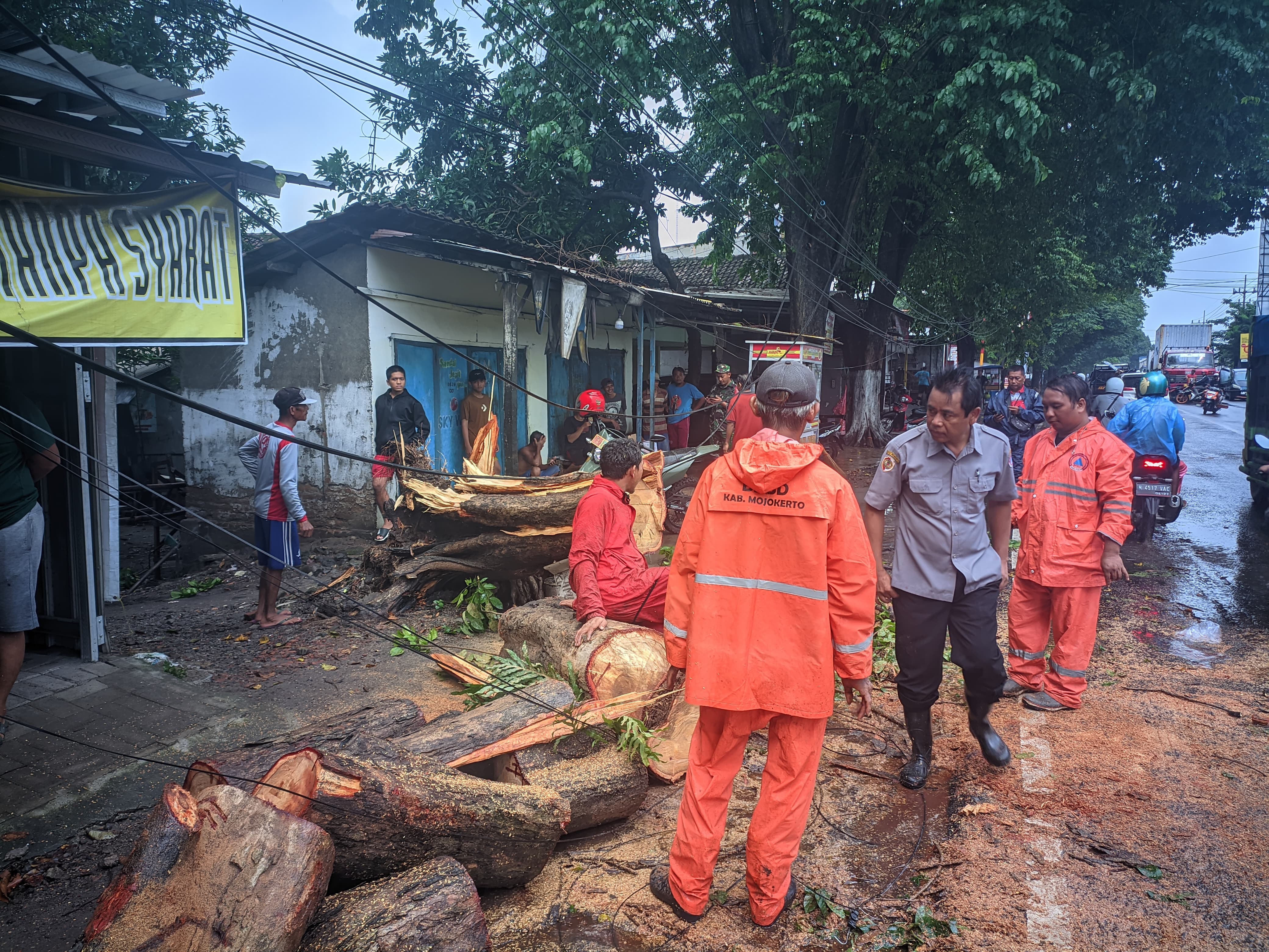 Pohon Tumbang Tutup Jalan di Bangsal Mojokerto, Arus Lalu Lintas Macet