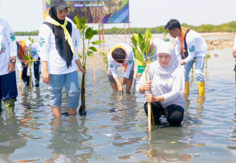 22.500 Bibit Mangrove Ditanam Pada Festival Mangrove Ke-VI Jatim di Sumenep