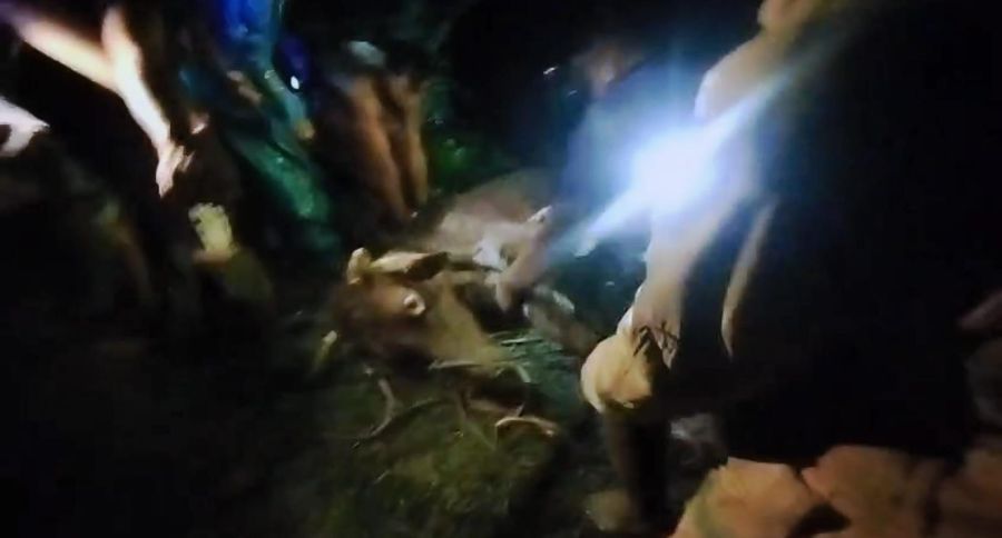 Sapi Terperosok Masuk Sungai, Petugas Damkar Mojokerto Lakukan Evakuasi 