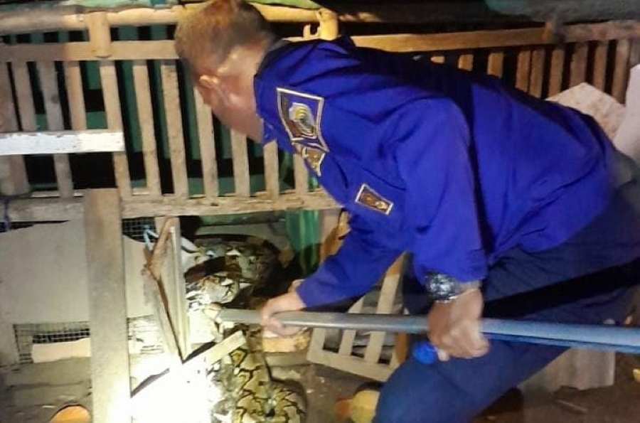 Damkar BPBD Kabupaten Mojokerto Evakuasi Ular Sanca 3 Meter, di Kandang Ayam Warga Sooko Mojokerto