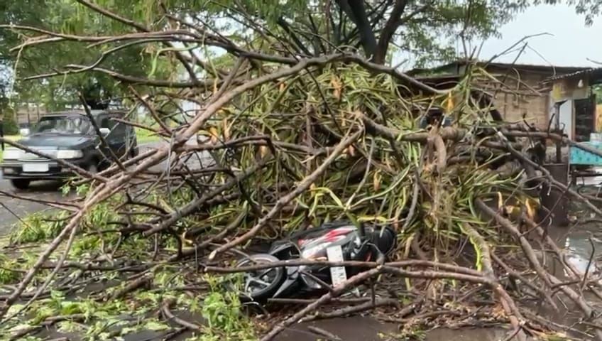 Pengendara Motor Tertimpa Pohon Tumbang di Dlanggu Mojokerto