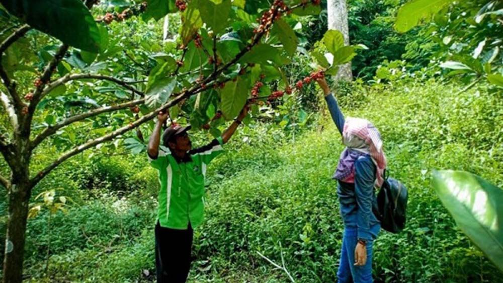 Kopi Asmoro, Kopi Khas dari Lereng Gunung Anjasmoro Mojokerto