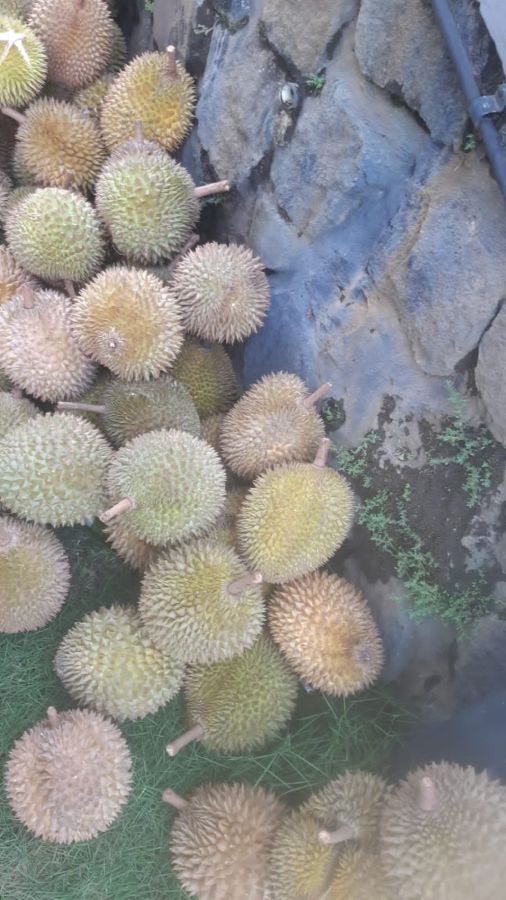 Durian: Buah Eksotis, Keras dan Berduri di Luar, Lembut dan Enak Dimakan, Amankah Bagi Kesehatan?