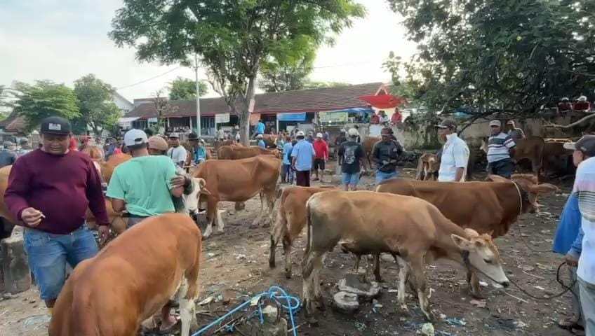 Cek Pasar Hewan di Mojokerto, Petugas Temukan Sapi Positif PMK