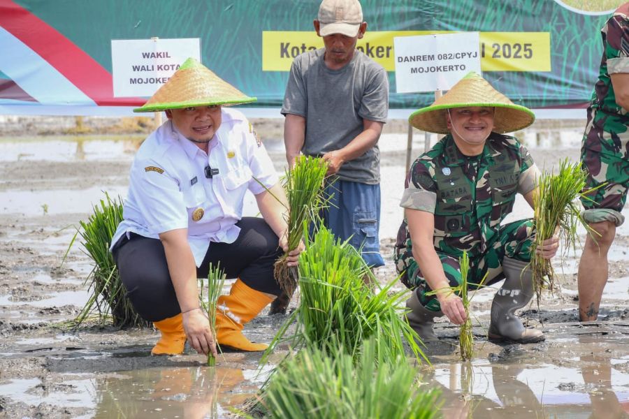 Optimalkan Lahan Persawahan, Wawali Mojokerto Tanam Padi Serentak Dipimpin Presiden