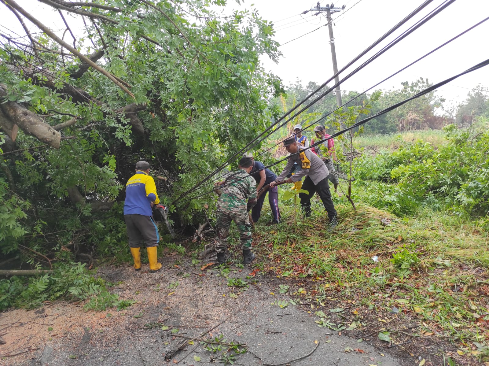 Diterjang Angin Kencang, Pohon Berdiameter 40 cm Tumbang di Dawarblandong Mojokerto