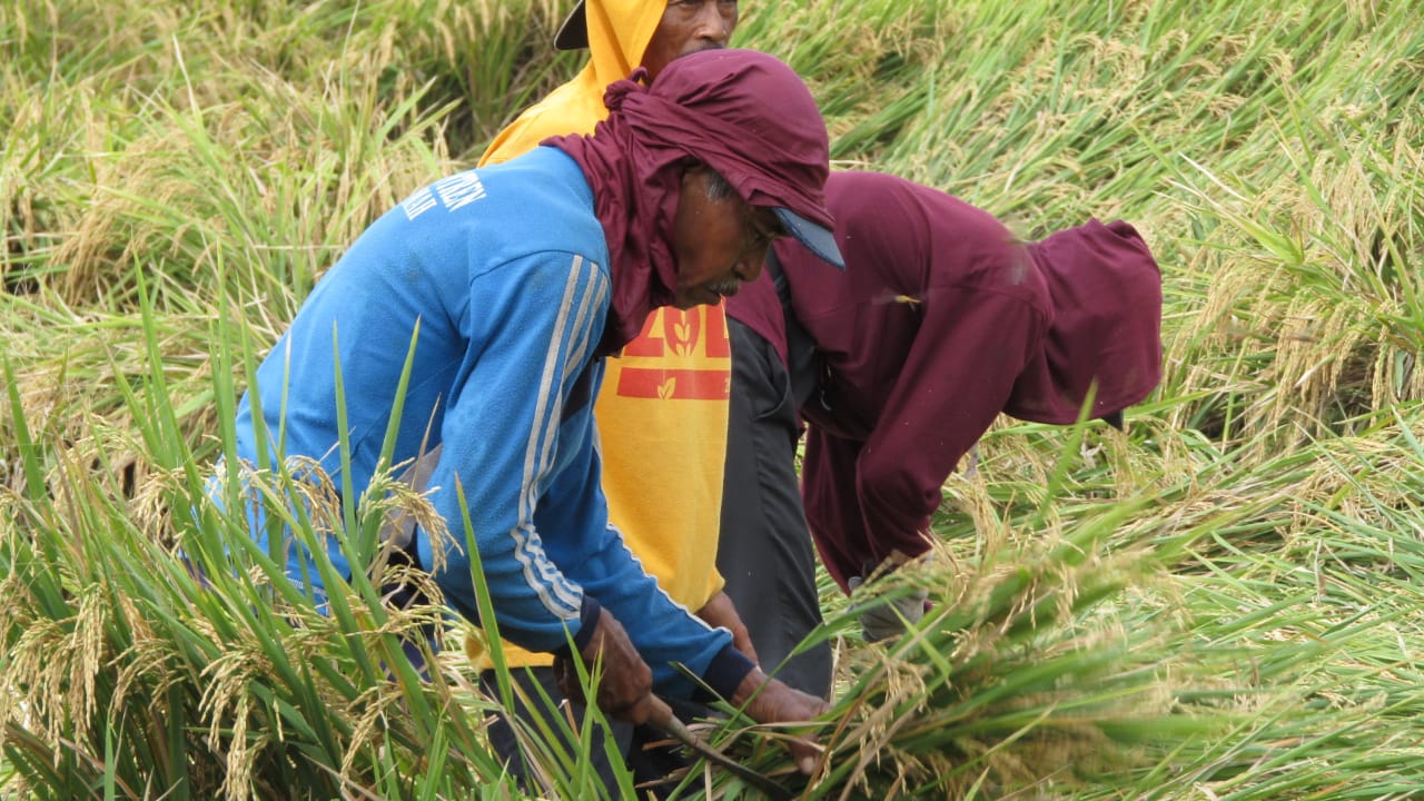 Panen Padi di Mojokerto Tahun 2023 Seluas 53,46 Ribu Hektare dengan Produksi 302.39 Ribu Ton