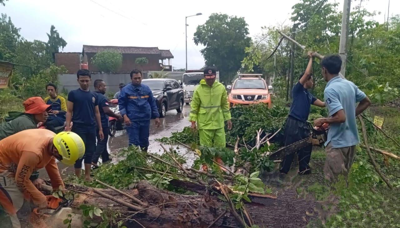 Angin Kencang di Pungging Mojokerto Tumbangkan Satu Pohon