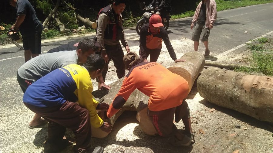 Pohon Flamboyan Tumbang Tutup Jalan Raya Trawas Mojokerto, Lalu Lintas Sempat Macet