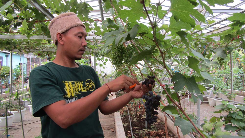 Kebun Anggur Sinar Lintang Farm, Tempat Wisata yang Punya 50 Jenis Varietas Anggur