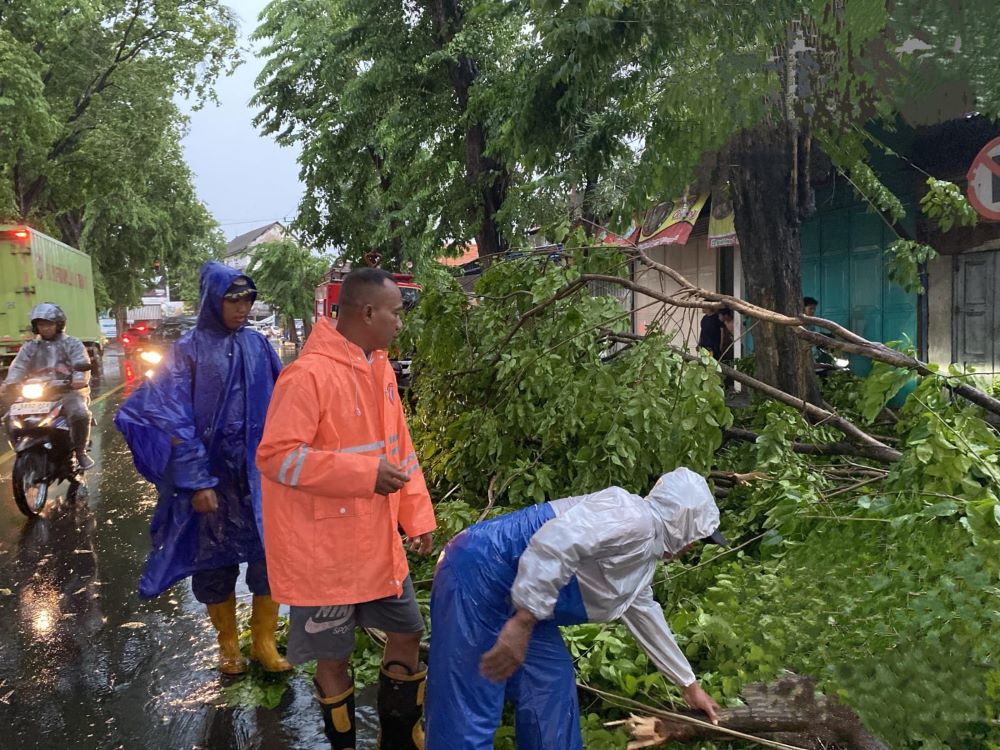 Angin Kencang dan Hujan Lebat di Mojokerto Sebabkan Empat Pohon Tumbang 