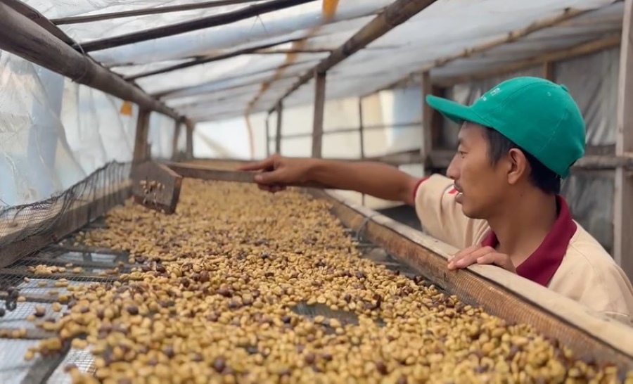 Tingkatkan Pengolahan Kopi Cherry Temanggung, UNS Beri Pelatihan Pasca Panen