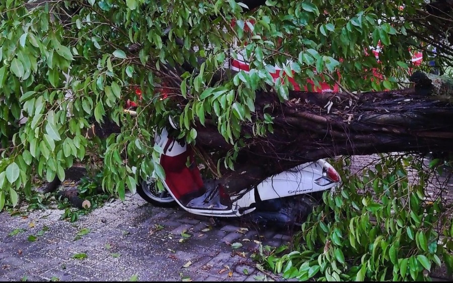 Hujan Angin, Beringin Tumbang di SMAN 2 Mojokerto, 5 Motor Tertimpa, Perpustakaan Terdampak