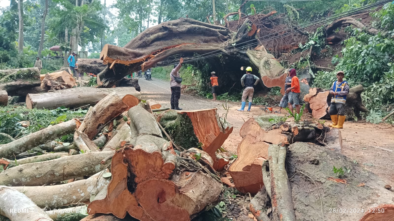 Cuaca Ekstrem, Satu Pohon Tumbang di Mojokerto Timpa Warung