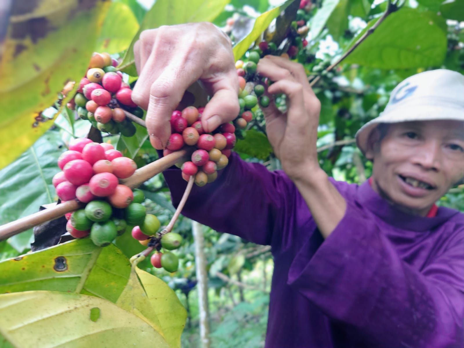 Petani Kopi di Wonosalam Jombang Mulai Panen, Produksi Robusta Tahun Ini Melimpah