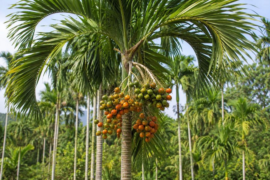 Buah Pinang: Warisan Tradisi yang Menyimpan Manfaat, tapi Tak Lepas dari Risiko Kesehatan