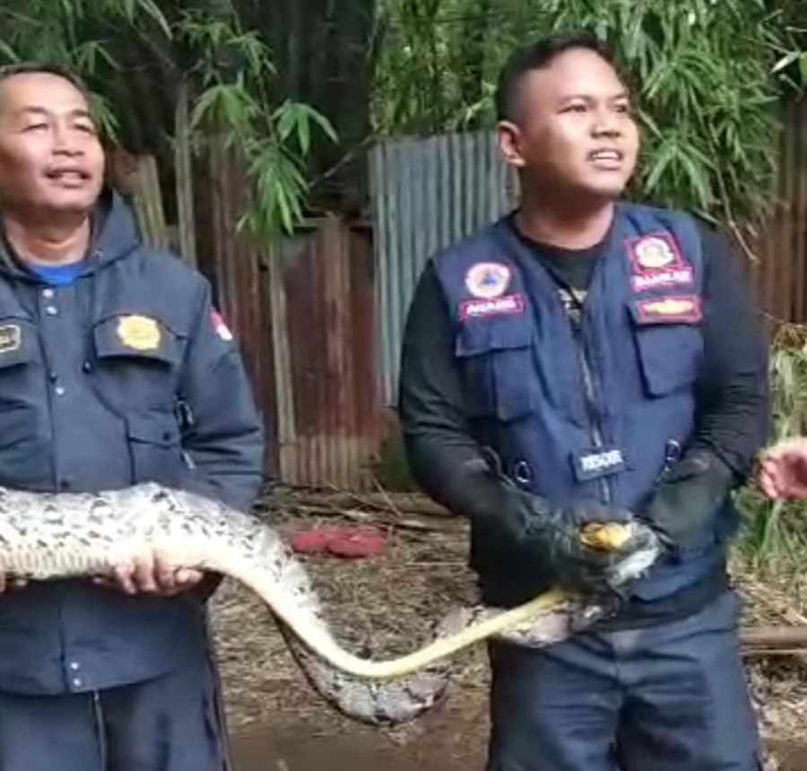 Ular Sanca 2 Meter Mangsa Ternak Warga di Mojokerto, Dievakuasi Petugas